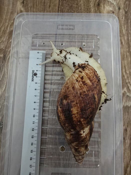 Ślimak afrykański reticulata