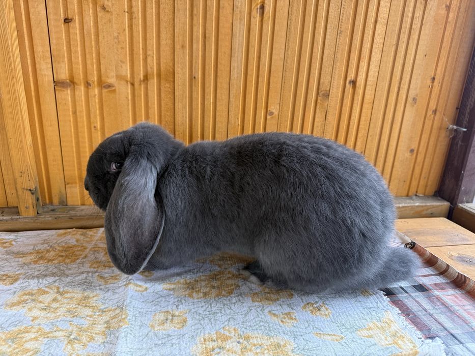 Samica baran francuski niebieski rodowód