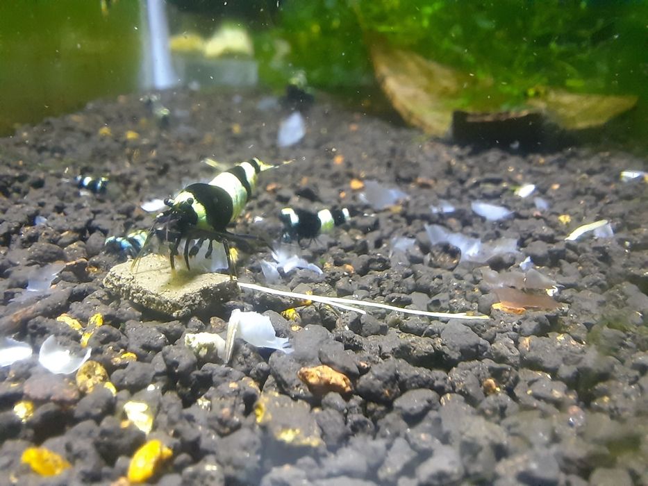 krewetki akwariowe Cardina taiwan  panda black