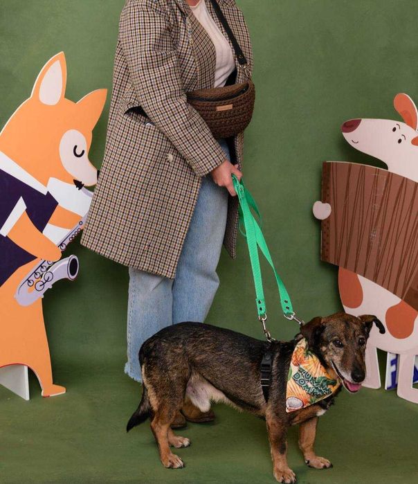 Bolek - uroczy, mądry, spokojny psiak do adopcji.