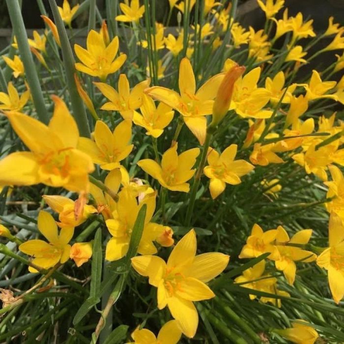 Зефірантес,лікорис і різні другі рослини