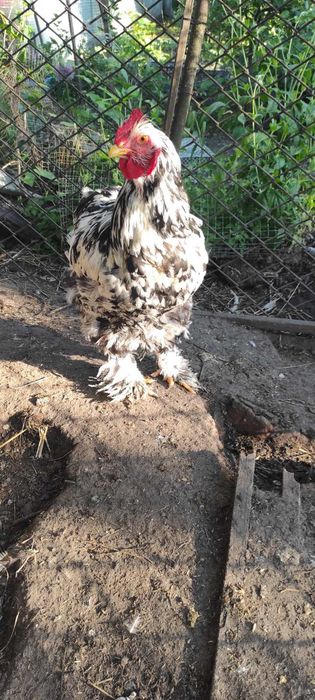 Півник кохінхін мармуровий