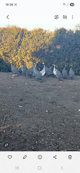 Perliczki z wolnego chowu