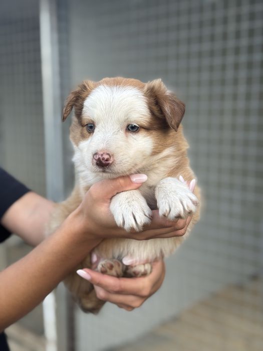 Border Collie TOP