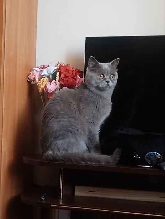 Чистокровна красуня