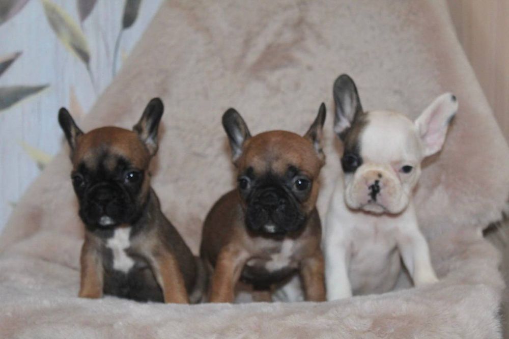 Французький бульдог