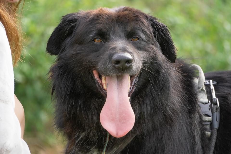 Corso- adoptuj a twój świat będzie piękniejszy [FILM]