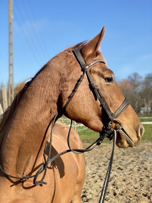 Klacz sp, duża ramowa do sportu/ hodowlii