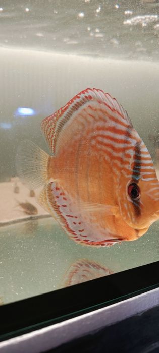 Mix Pokarm Dyskowce Mrożony Paletki Discus 500g Odrobaczanie .
