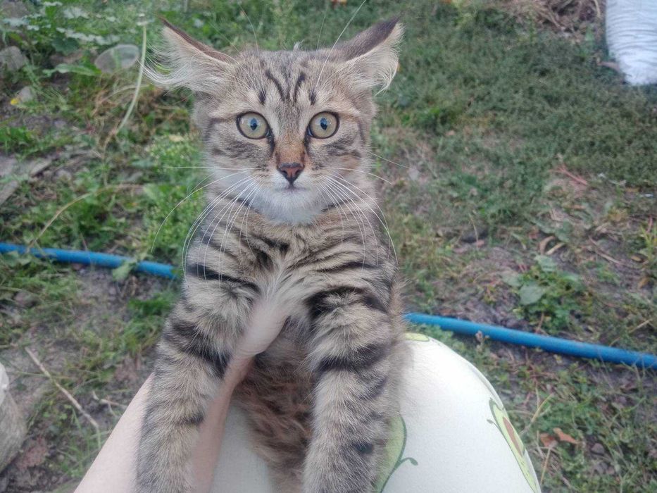 Візьміть в родину діточок