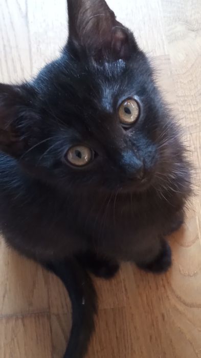 Zwierzęta ,koty do oddania