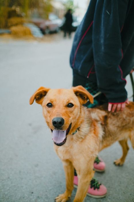 Пропав пес! Шукаємо! Втік під час обстрілів!