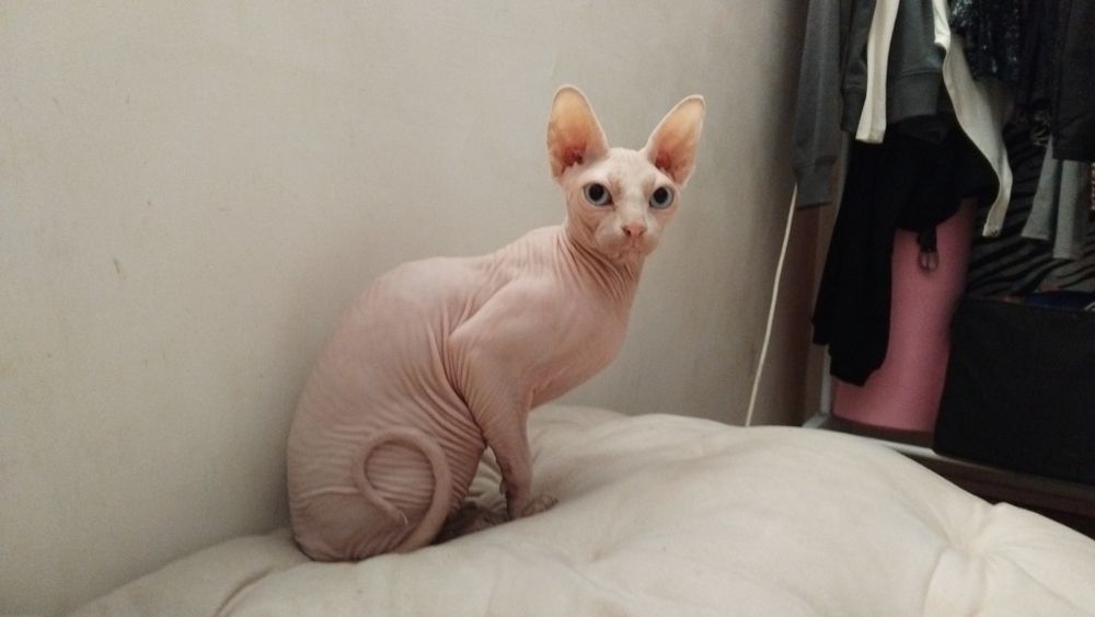 Передержка котика/кошки