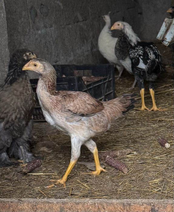 Galos  Indio gigante