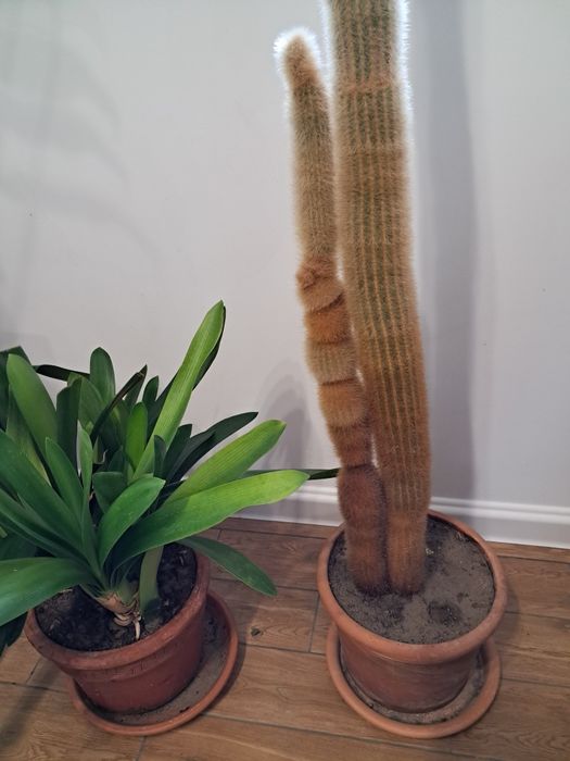 Kaktus ok. 130 cm. 18 lat hodowli