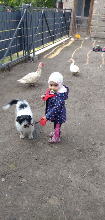 Zaginął pies. Manasterz gmina Wiązownica, województwo podkarpackie.