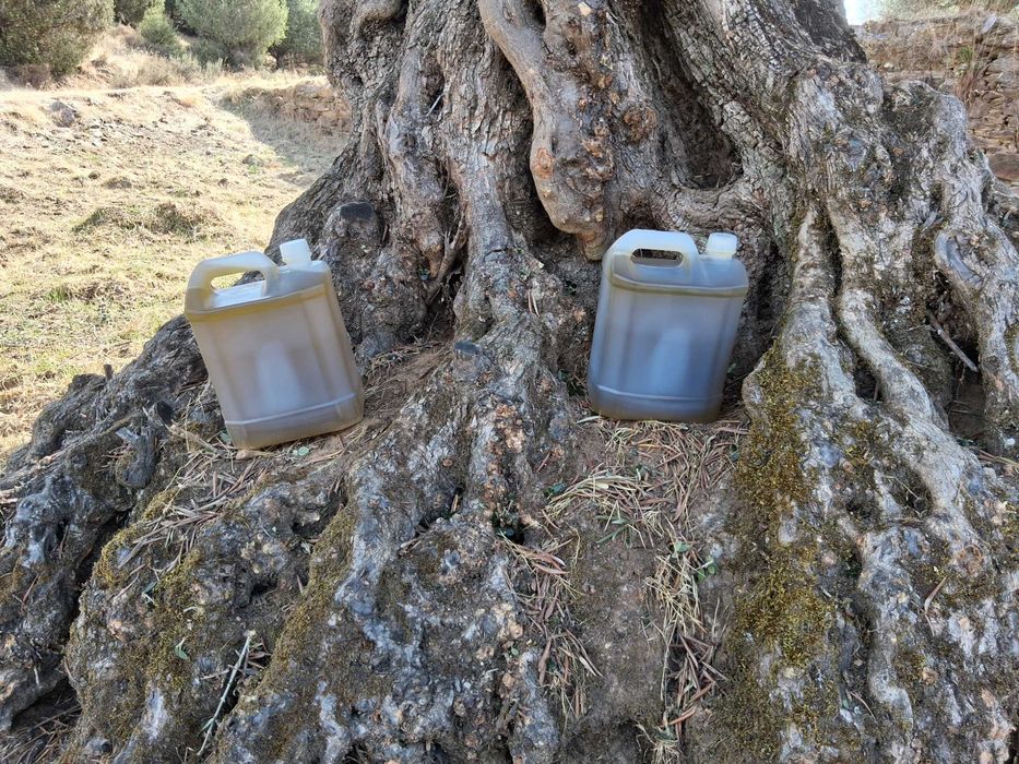 Azeite da região demarcada do douro