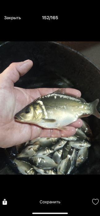 Зарибок, однорічна і двухрічка коропа амура і товстолоба