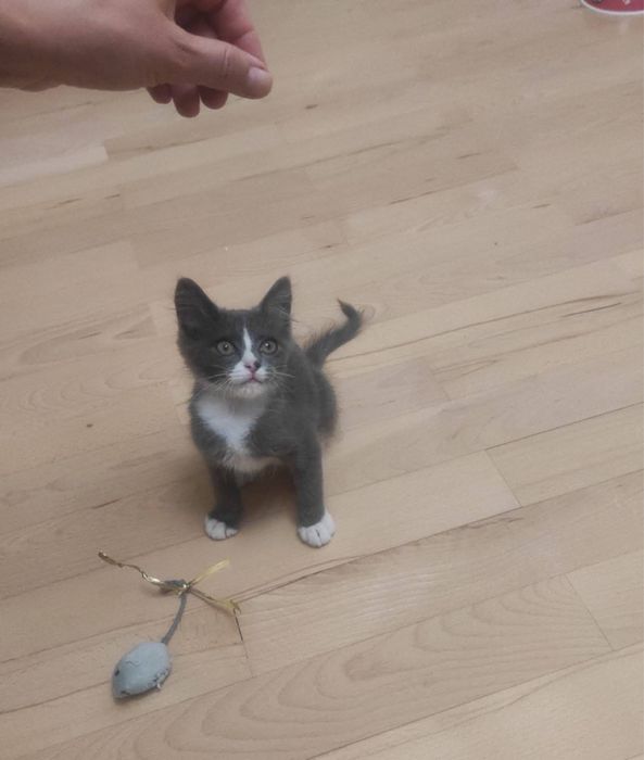 Котик хлопчик в добрі руки