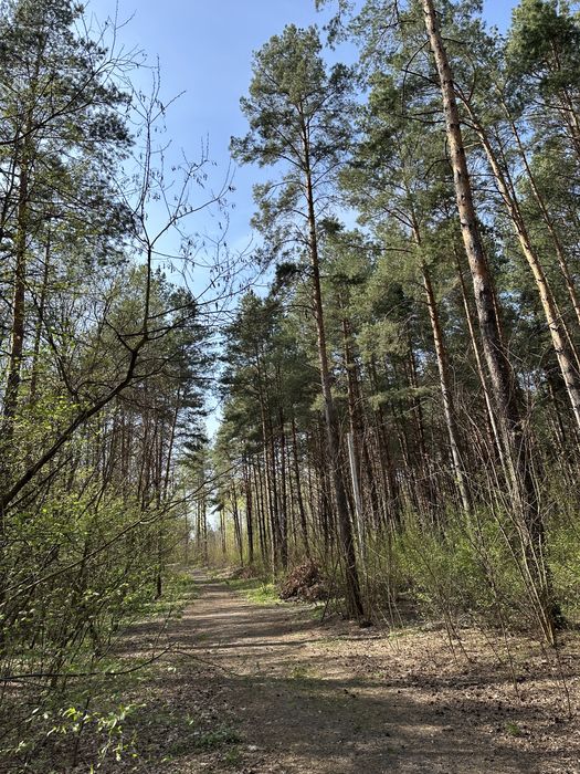 Ділянка 1 гектар в елітному районі Дмитрівки, ліс, асфальт, електрика