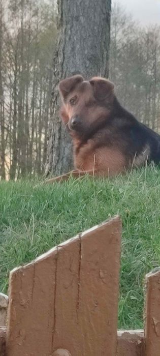 Oddam pieska w dobre ręce