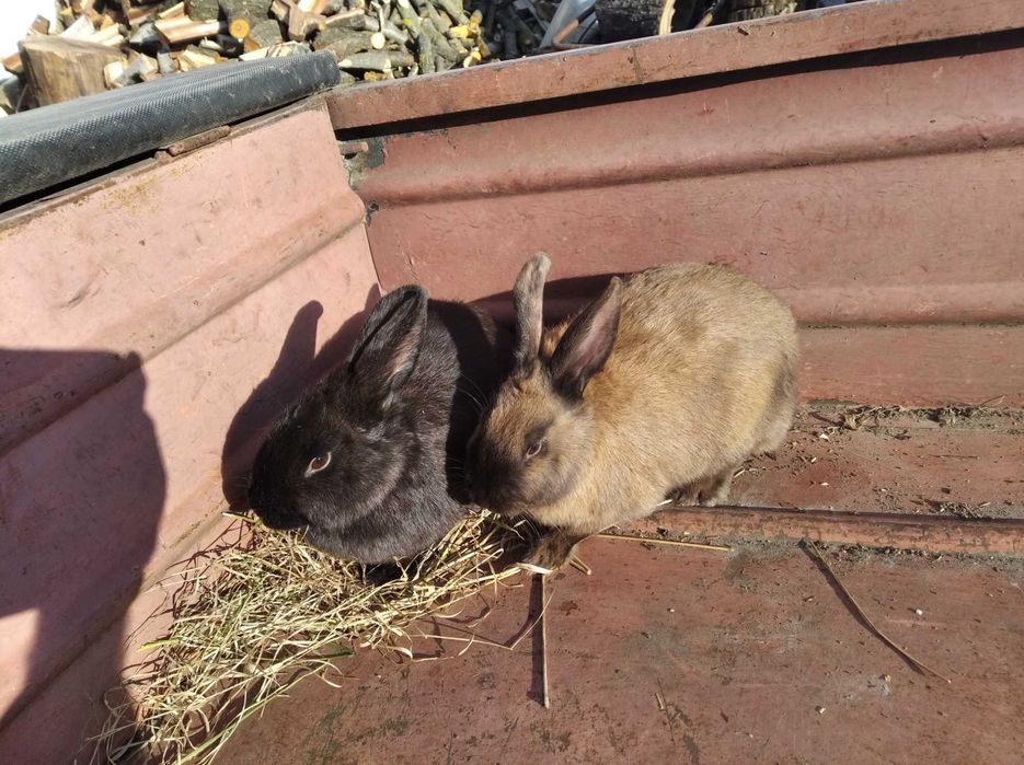 Кроленята, кролики, кролі