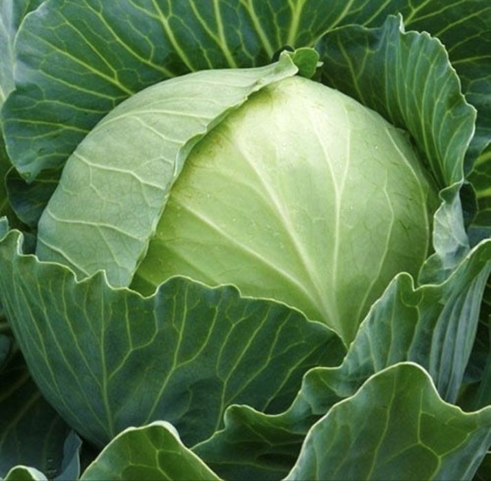 Насіння капусти Агрессор F1  2500шт Агрессор F1 Agressor F1