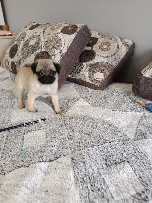 Підростають цуценята