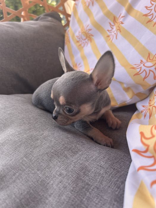 *GOTOWY DO ODBIORU*Niebieski samiec chihuahua