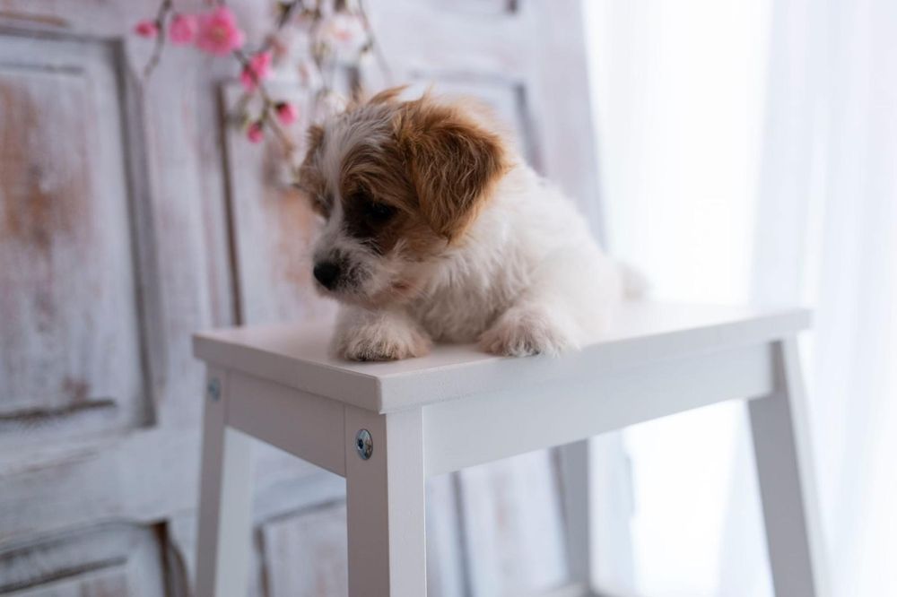 Piękna Suczka Jack Russell Terrier HONOKA , FCI , ZKwP!