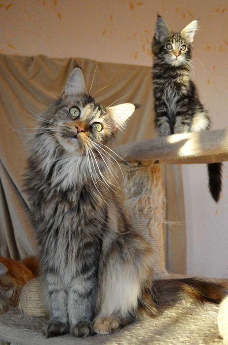 ШОУ хлопчик 3,5міс з відомого розплідника