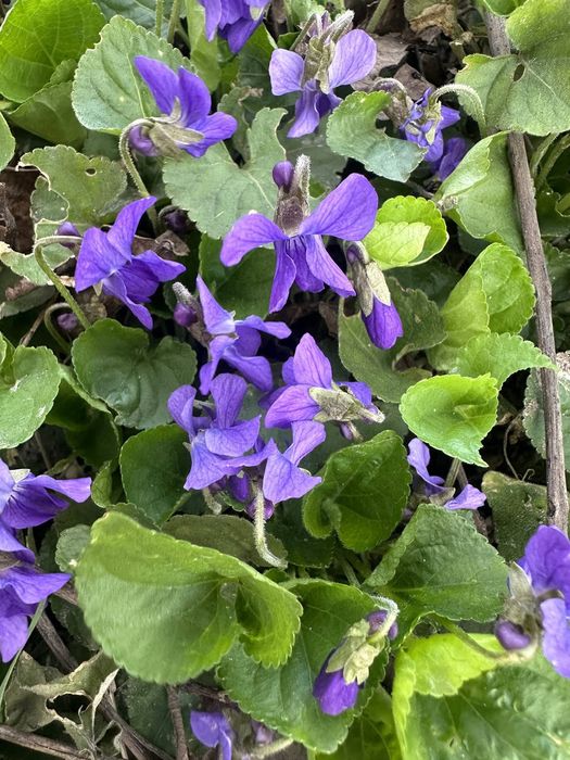 Фіалка Viola саджанці.