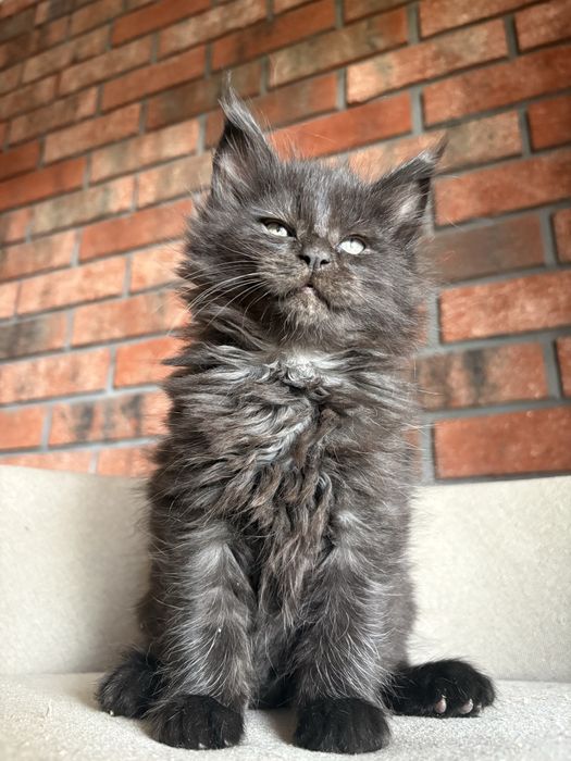 Kotka Maine Coon