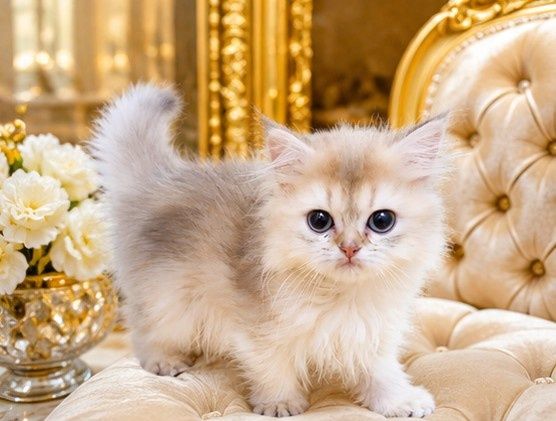 Британська золота шиншила