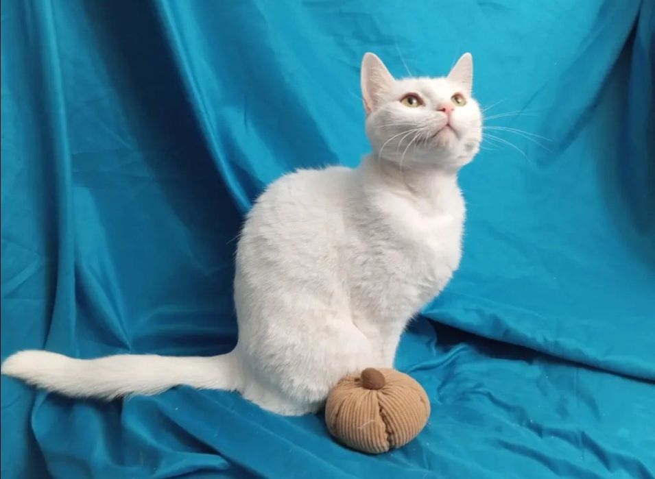 Отдам даром в добрые руки белую кошечку