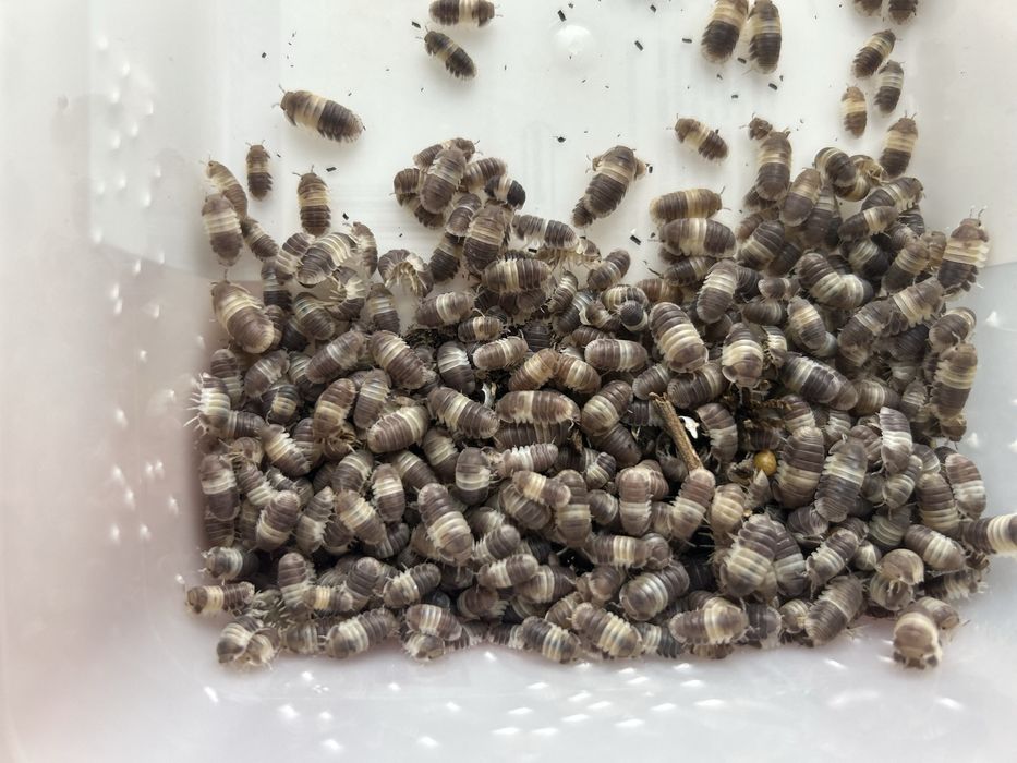 10x Cubaris Panda King