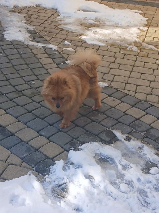 Szpic Niemiecki śliczna suczka