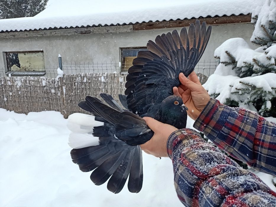 Gołębie mikolajewskie