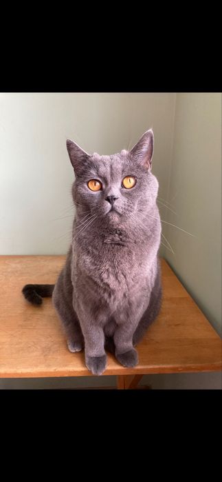 Британська киця для відповідальних людей