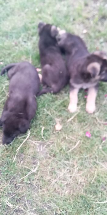 Продам цуценят породи ВЄО