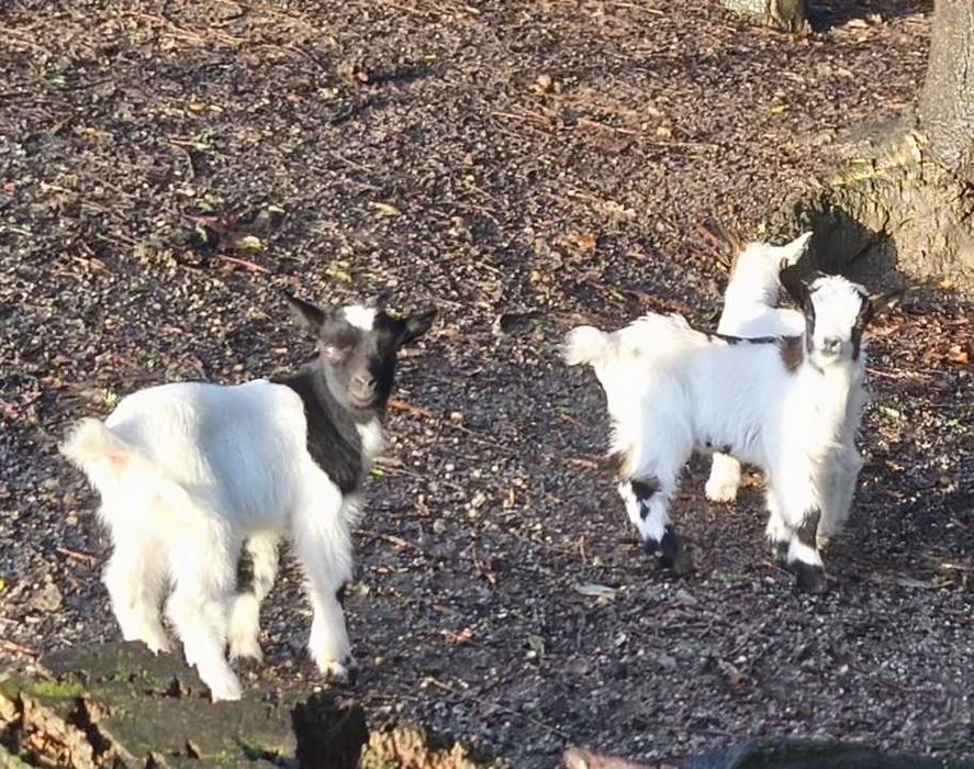 Cabritos anões machos
