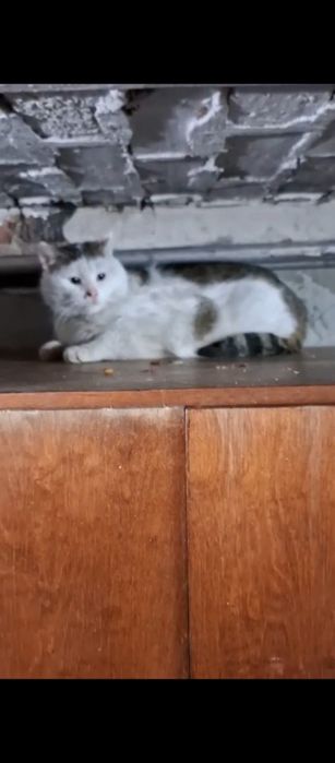 Błagam o dom dla starszego kocurka