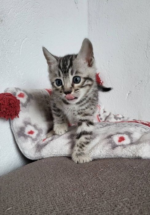 Kotka srebrna bengalska kot bengal rodowód FPL FiFE