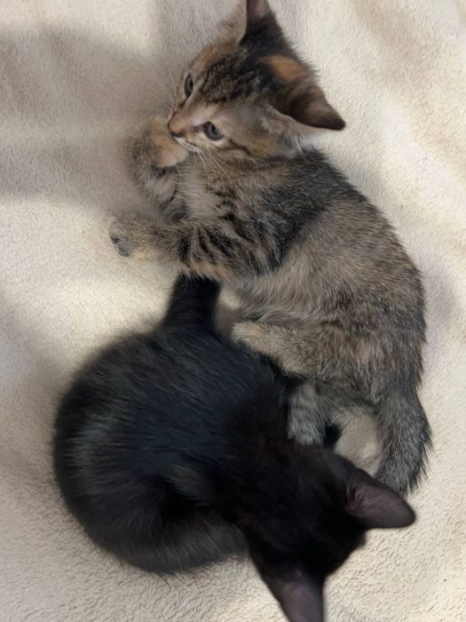 Кошенята Безкоштовно