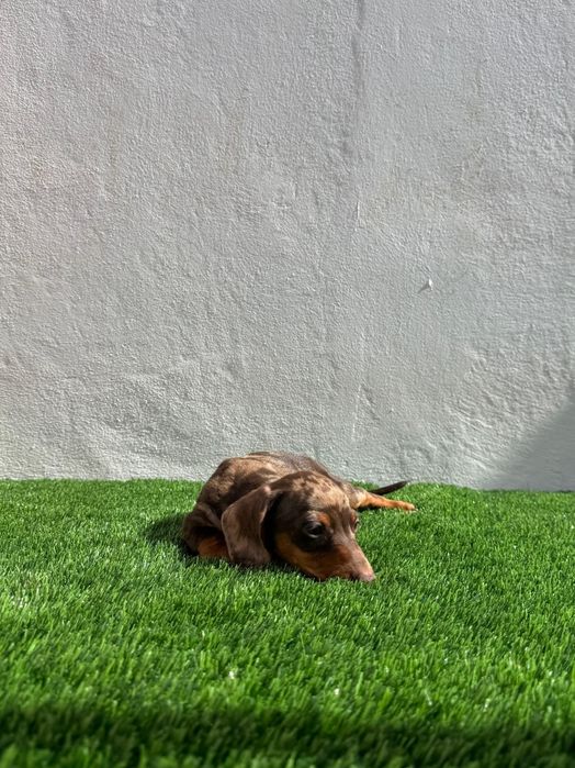 Daschund Kaninchen Arlequim Chocolate o mais pequeno de todos os Teckel