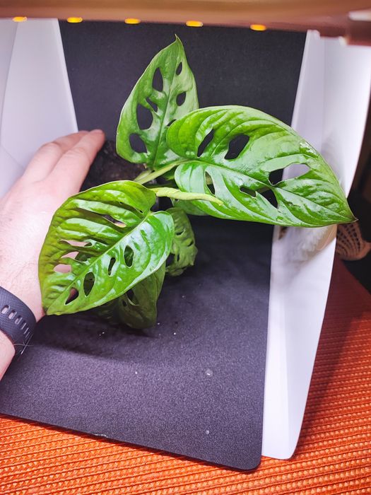 Monstera NoID rosnąca