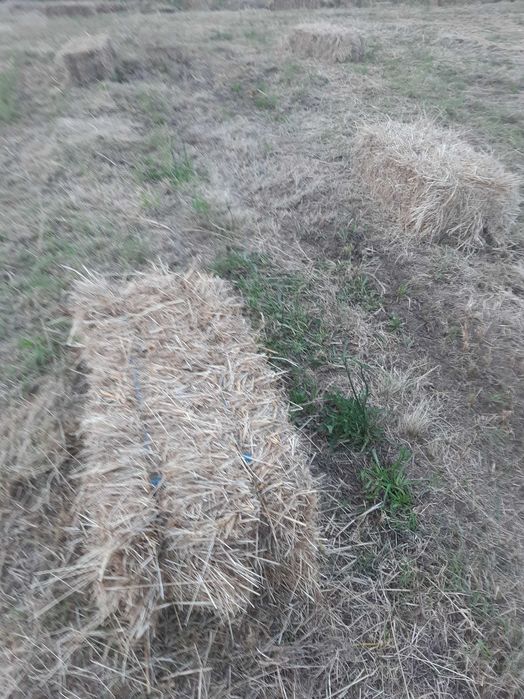 Fardos de palha com Aveia