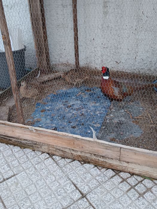 Ovos Faisão galados
