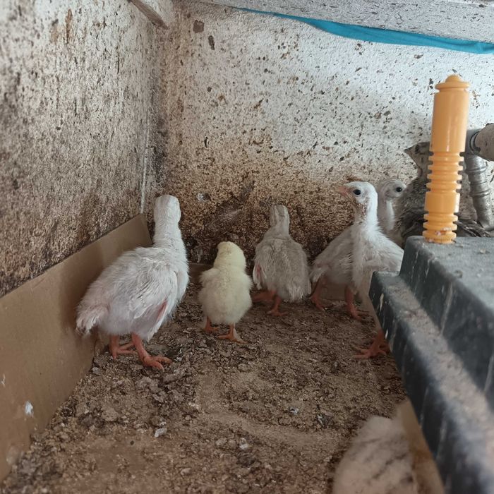 Ovos de fraca branca / galinhas de Angola brancas pequenas / cocós