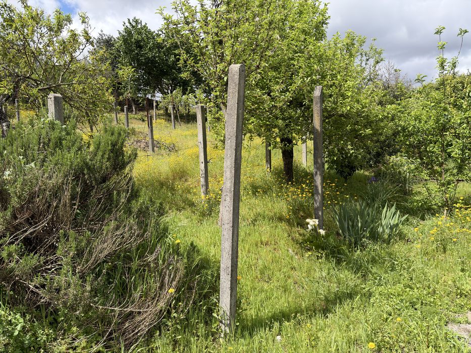 Vendo 50 esteios para vinha